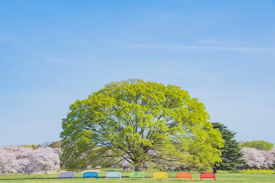 Oasis Musim Bunga Tersembunyi di Tokyo: Festival Bunga Taman Showa Kinen 2026 Mengubah Bekas Lapangan Terbang Menjadi Taman Bunga Ajaib