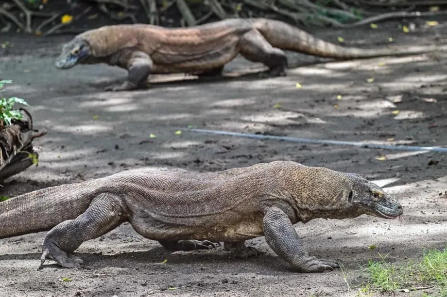 Diplomasi Naga: Indonesia Pinjamkan Komodo kepada Jepun dalam Pertukaran Pemuliharaan Bersejarah