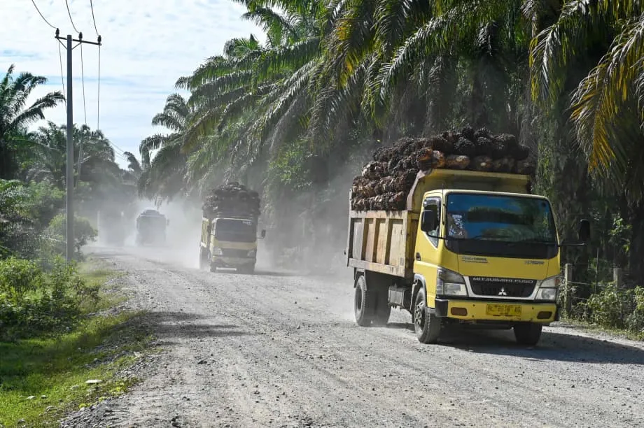 Indonesia says US agrees tariff exemption for its palm oil, cocoa and ...