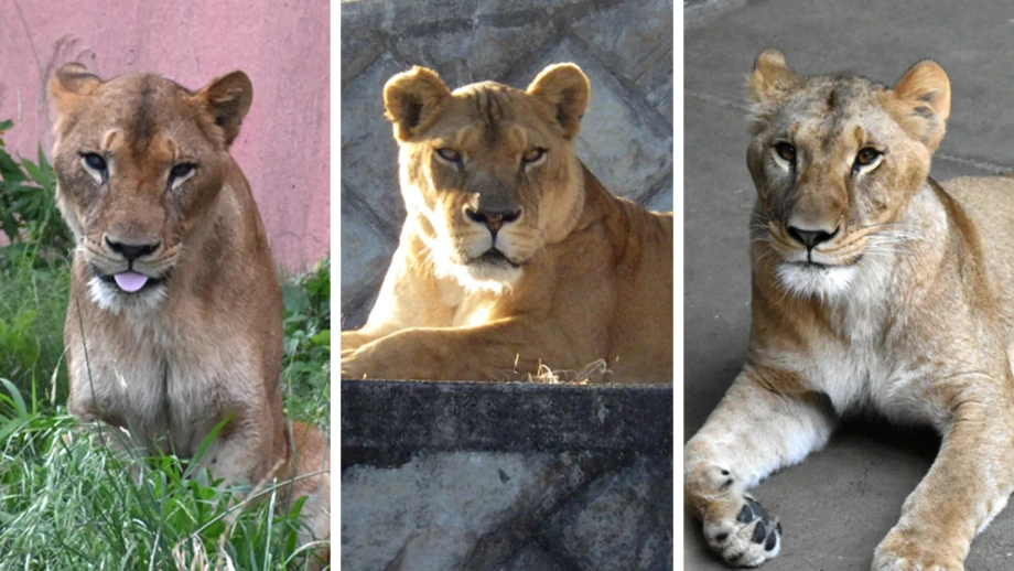 Tiga Singa Mati di Zoo Tokyo Ketika Gelombang Haba Mencatat Rekod