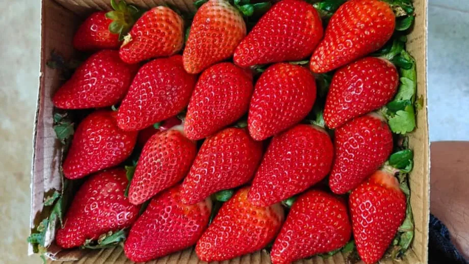 India Usaha Bebaskan Diri daripada Kebergantungan Strawberi melalui Pembiakbakaan Tempatan dan Teknologi
