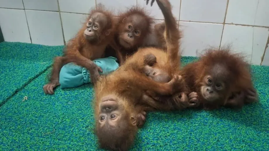 Lima Anak Orang utan Ditemui di Hutan Odisha, India Siasat Laluan Penyeludupan yang Disyaki