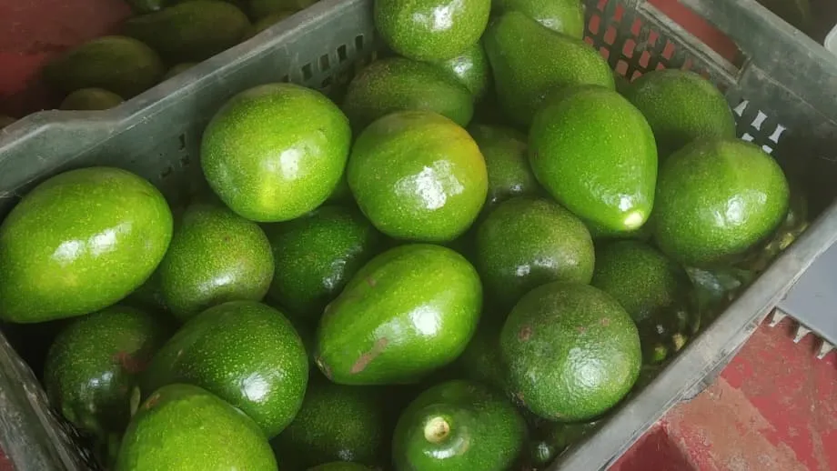 Daripada Buah Anjing kepada Buah Kegemaran: Bagaimana Pasaran Avokado India Mula Berkembang