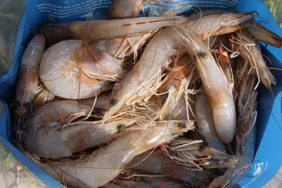Bagaimana Sesium-137 Mencemari Udang, Rempah-ratus dan Kasut Sukan: Menelusuri Siasatan Sinaran di Indonesia