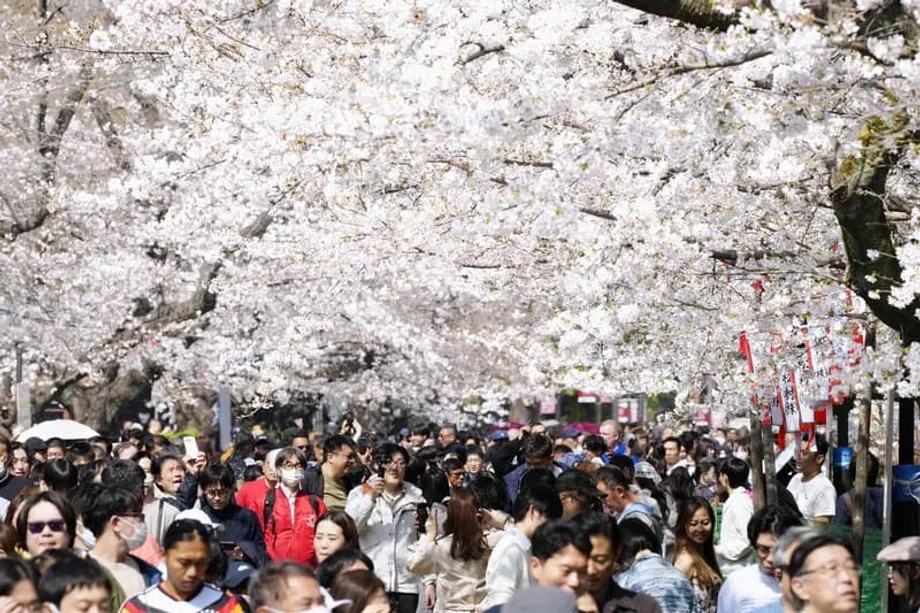 Bunga Sakura di Tokyo Mekar Penuh Tiga Hari Lebih Awal daripada Jadual, Menandakan Ketibaan Musim Bunga Lebih Awal