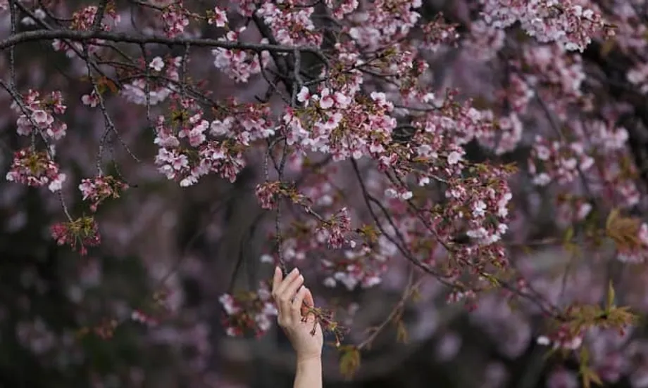 Kos yang Meningkat Membayangi Musim Hanami Ikonik Jepun
