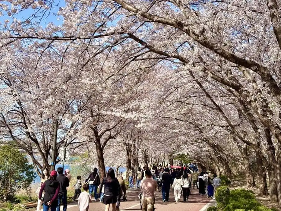 Profesor Kejuruteraan Tugaskan Pelajar Merakam Bunga Sakura untuk Meredakan Tekanan