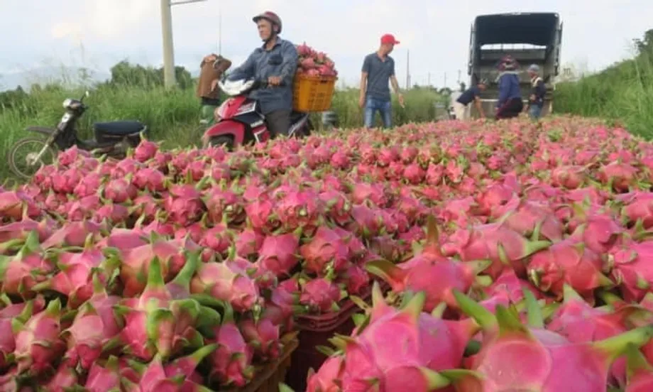 Eksport Buah Naga Vietnam Pulih dengan Ketara, Permintaan dari Thailand dan Timur Tengah Melonjak