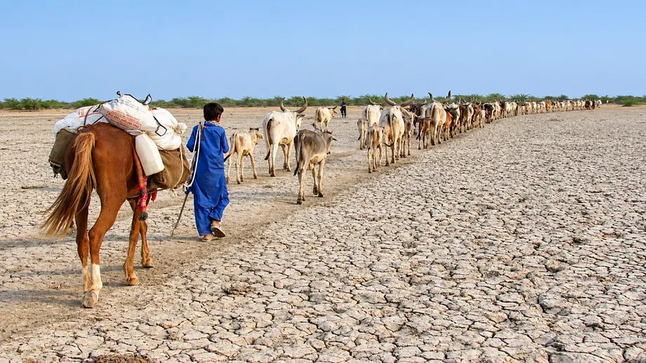 Kutch Drought Drives Livestock Migration as Late Rain Fails to Restore Livelihoods