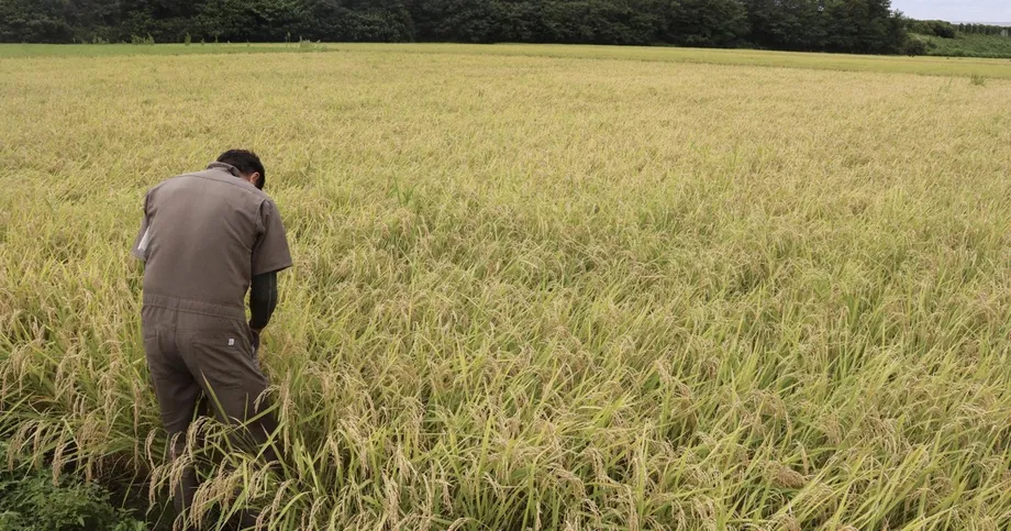 Japan Weighs Extra 100,000 Tons of Rice Purchases as Reserves Stay Low and Market Stocks Swell